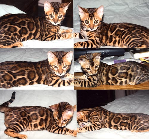 Bengal Kittens