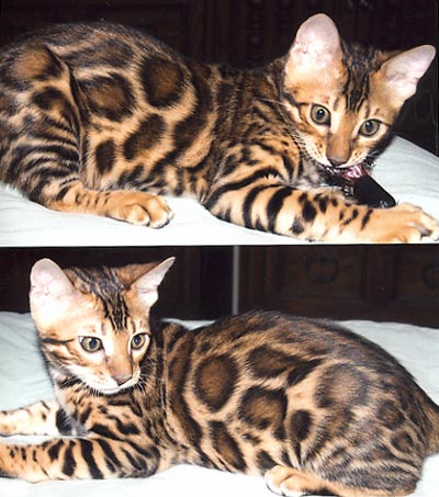 Bengal Kittens