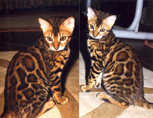 Bengal Kittens