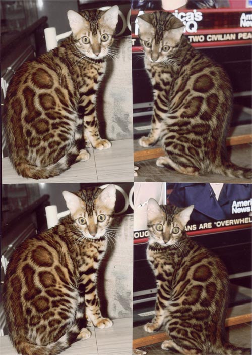 Bengal Kittens