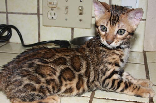 Bengal Kittens