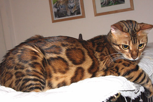 Bengal Kittens