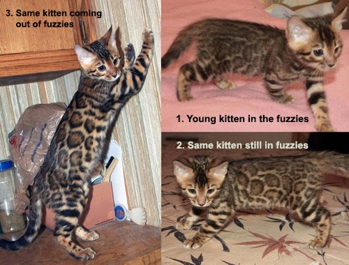 Bengal cat fuzzy stage