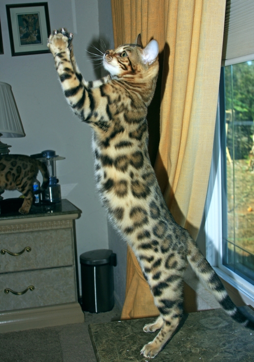 Bengal Kittens for sale