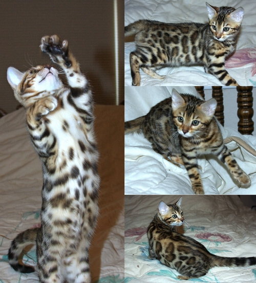 Bengal Kittens for sale