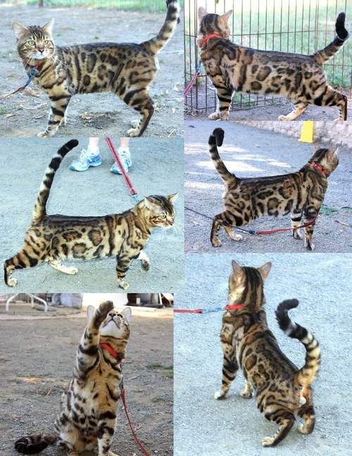 Bengal Kitten