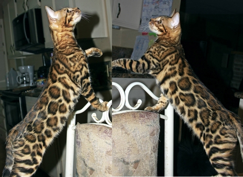 Bengal Kittens San Diego