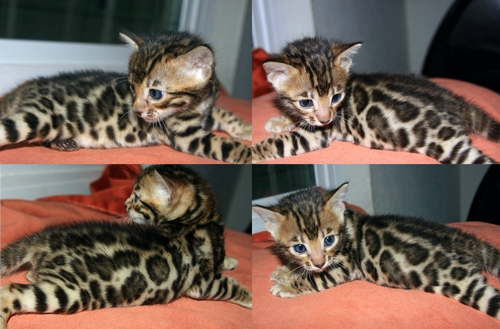Bengal Kittens