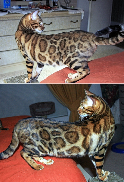 Bengal Kittens