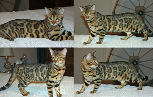 Bengal Kittens for sale