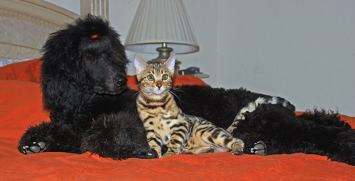 Bengal Kittens for sale
