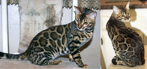 Bengal Kittens San Diego