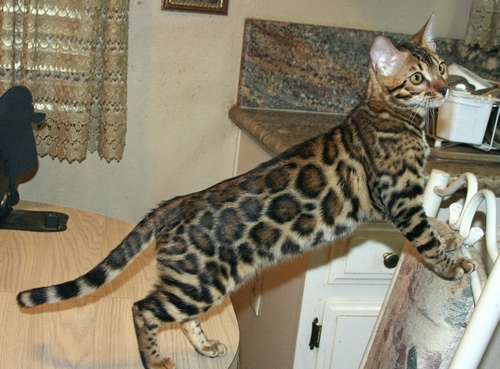 Bengal Kittens San Diego