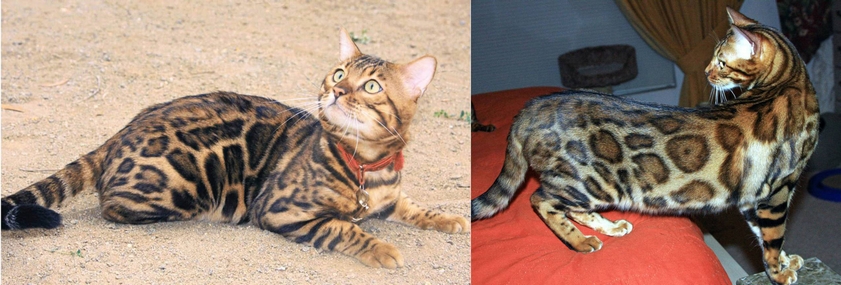 Summermist Bengals