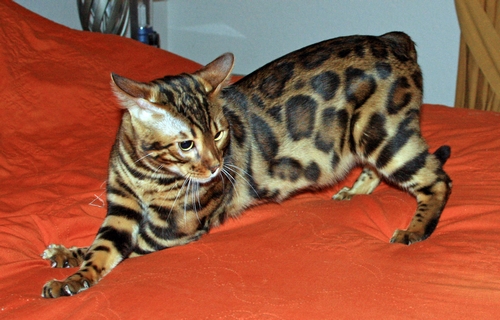Bengal Kittens