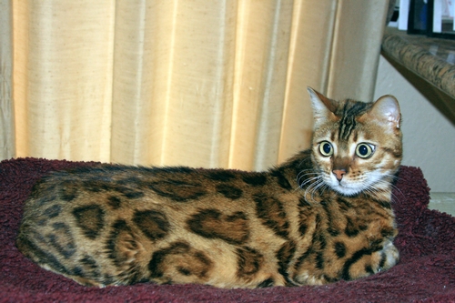 Bengal Cat Bengal Cat