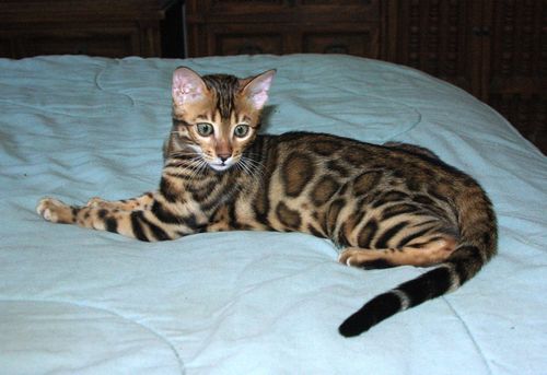 Bengal Kittens for sale