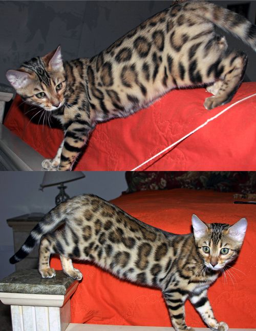 Bengal Kittens for sale