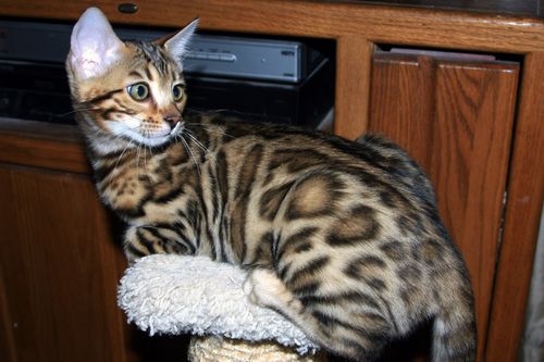 Bengal Kittens for sale