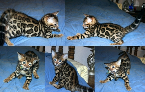 Bengal Kittens