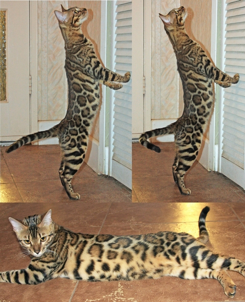 Bengal Kittens San Diego