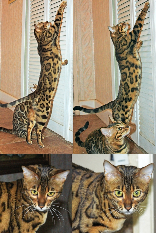 Bengal Kittens San Diego