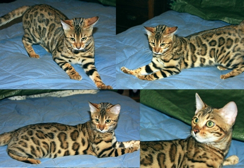 Bengal Kittens for sale