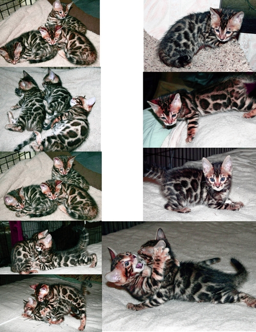 Bengal Kittens San Diego