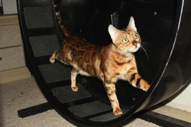 Bengal Kittens San Diego