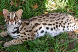 Bengal Kittens San Diego