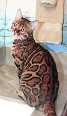 Bengal Kittens San Diego