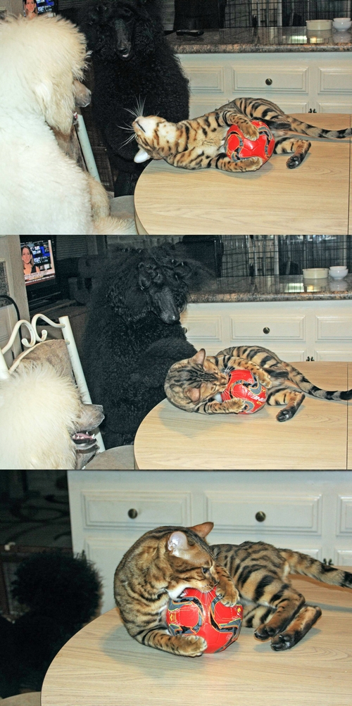 Bengal Kittens San Diego