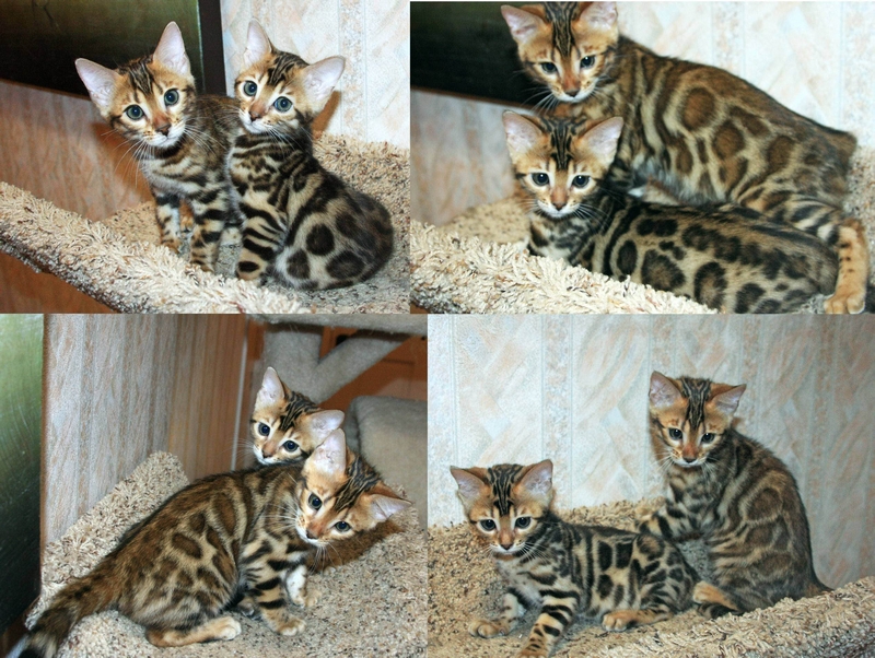 Bengal Kittens San Diego