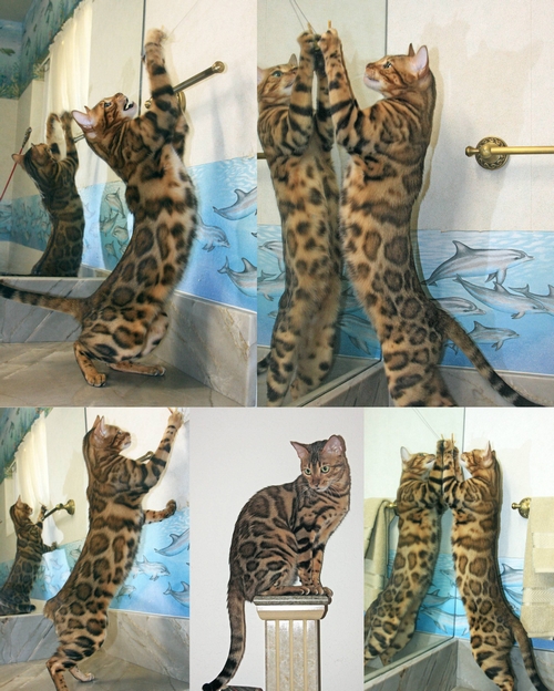 Bengal Kittens