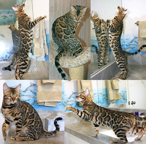 Bengal Kittens San Diego