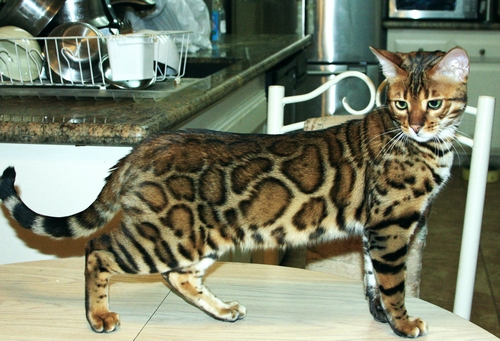 Bengal Kittens San Diego