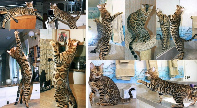 Bengal Kittens San Diego