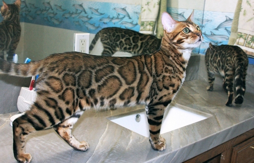 Bengal Kittens San Diego
