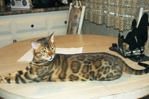 Bengal Kittens
