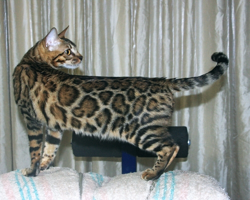 Bengal Kittens San Diego