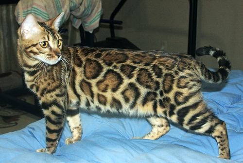 Bengal Kittens San Diego