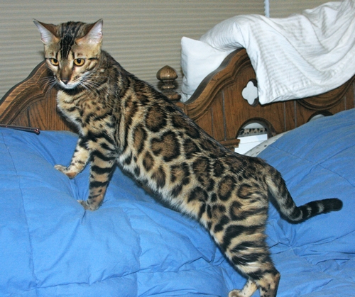 Bengal Kittens San Diego