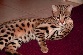 Bengal Kittens San Diego