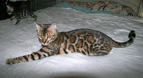 Bengal Kittens San Diego