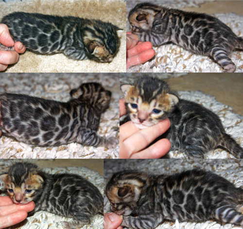 Bengal Kittens for sale