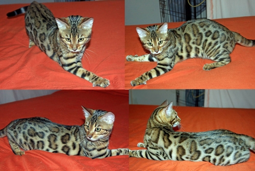Bengal Kittens for sale