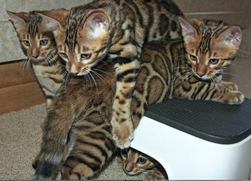 Bengal Kittens San Diego