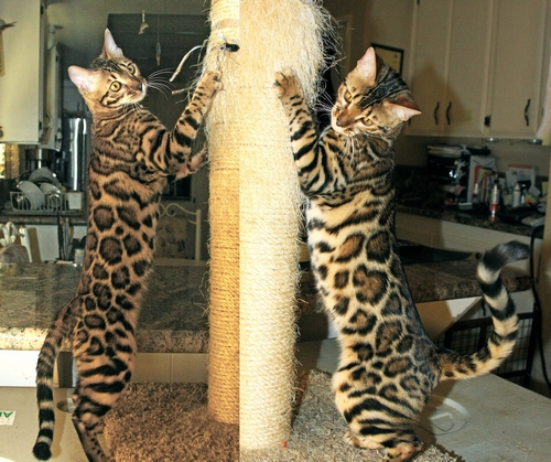 Bengal Kittens San Diego