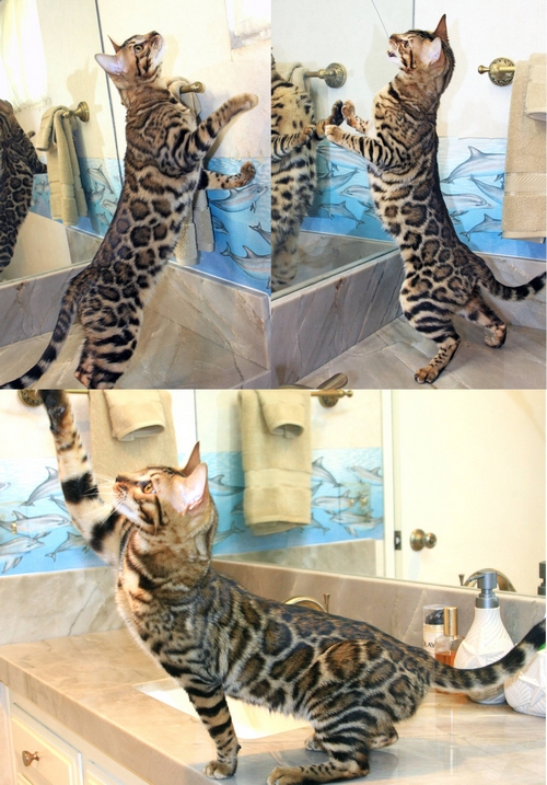 Bengal Kittens San Diego