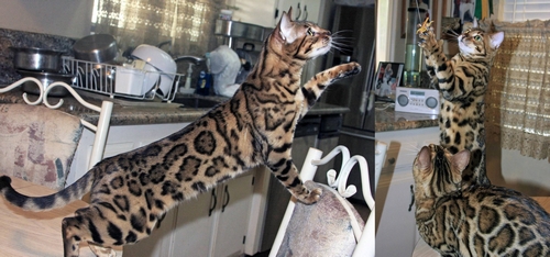 Bengal Kittens San Diego